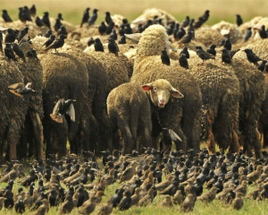 6G Seregbirka1  Medium 