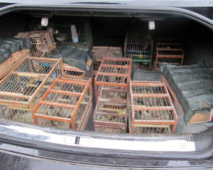 Oduzete ptice pre transporta na Palic Foto DZPPS  Custom 