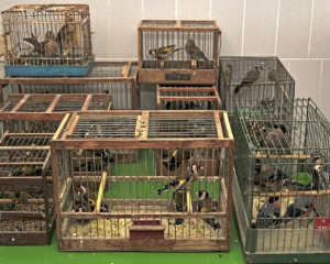 Oduzete ptice u kavezima foto DZPPS  Custom 