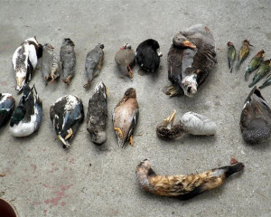 Zrenjanin zaplena 15.9.15  1   Custom 