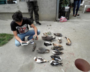 Zrenjanin zaplena 15.9.15  2   Custom 