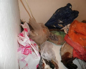 Zrenjanin zaplena 15.9.15  3   Custom 