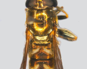 Eumerus pannonicus ceo PS