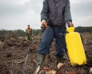 Rekonstrukcija bare Semenja  a 1  Custom 