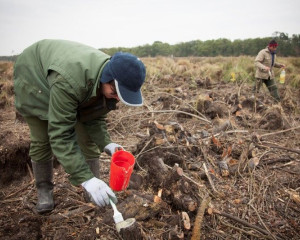 Rekonstrukcija bare Semenja  a 2  Custom 