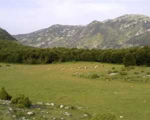 Albanija  1 