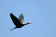 Crni ibis  Plegadis falcinellus  foto  Lorand Vig