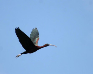 Crni ibis  Plegadis falcinellus  foto  Lorand Vig