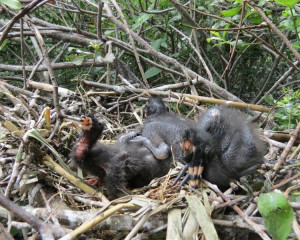 Crni ibis mladunci   foto S. Puzovi  