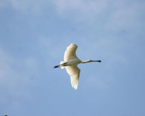 Ka  i  ar  Platalea leucorodia  foto Lorand Vig