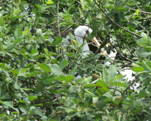 Ka  i  ar   foto   Slobodan Puzovi  