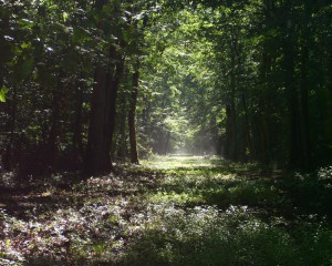 Pod sumskim svodom  Custom 