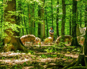 Tradicionalno svinjarstvo  Custom 