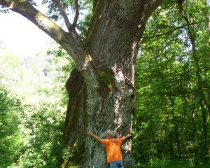 Veliki hrast  Custom 