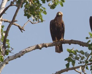 orao krstas2 foto marton Horvath MME  Medium 