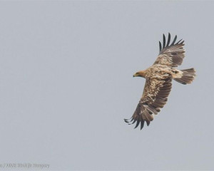 orao krstas foto Marton Horvath MME  Medium 