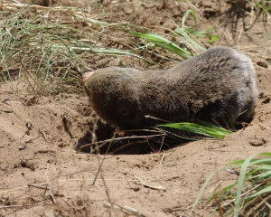 vojvodjansko slepo kuce 01