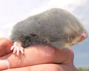 vojvodjansko slepo kuce 02