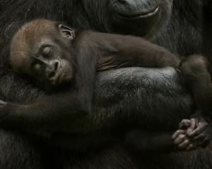 Gorile u nizozemskom zoolo  kom vrtu Apenheul    naturepl.com  Edwin Giesbers WWF  Custom 