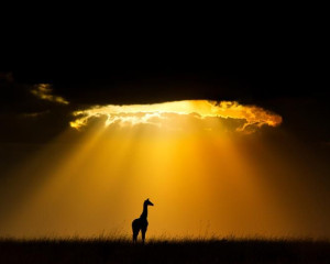 Silueta masajske   irafe u Keniji    naturepl.com Andy Rouse WWF  Custom 