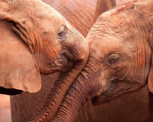 Sloni  i u Keniji    naturepl.com Lisa Hoffner WWF  Custom 