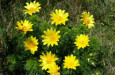 001 adonis vernalis