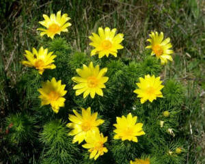 001 adonis vernalis