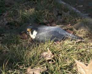 1 sivi soko u Vrbasu