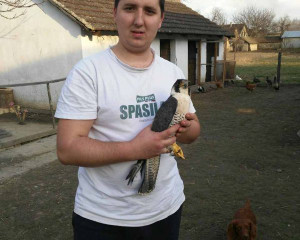 2 sivi soko kod Ivana Rendi  a