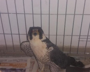 3 sivi soko u Zavodu  Custom 