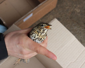 Drozd peva   Turdus philomelos 