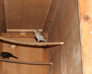 Drozd peva    Turdus philomelos  i kos  Turdus merula 