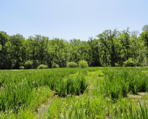 Higrofilna suma luznjaka i jasena