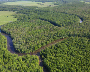 Save Odransko polje  c  Goran Safarek