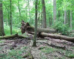 Sumski rezervat  Large 