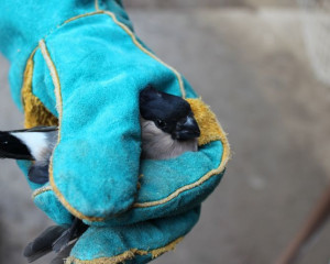 Zimovka  Pyrrhula pyrrhula