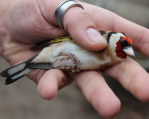   e  l  ugar  Carduelis carduelis 