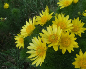 Gorocvet  Adonis vernalis  Zabalj 5.4.2017. Oliver Fojkar  108 