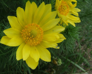 Gorocvet  Adonis vernalis  Zabalj 5.4.2017. Oliver Fojkar  116 