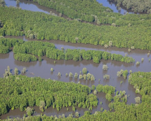 Sava  c  Goran   afarek