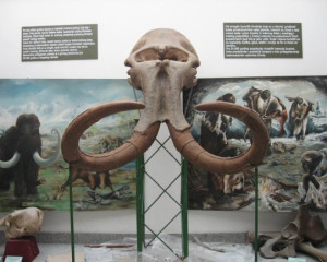 mamut