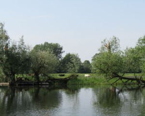 Prirodna stani  ta i vrste su se vratila posle obnove rijeke