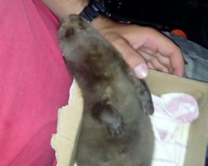 image 0 02 04 85aed93c67c907ea7dc0b6834ec6f3704515915639f3dd86bb5cd5b25958f395 V