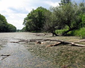 img 1619 biljana panjkovivc  large 