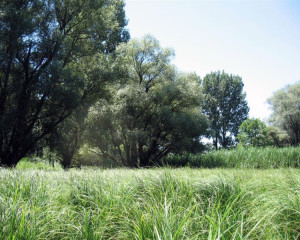 img 1644 biljana panjkovivc  large 