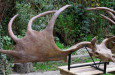 megaloceros1