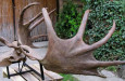 megaloceros2