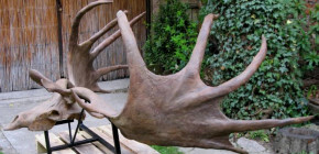 megaloceros2