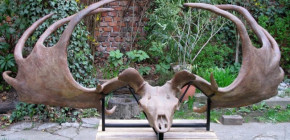megaloceros3