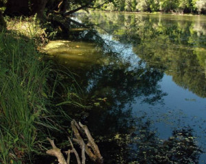 pejsaz 3  siroka bara vladimir dobretic